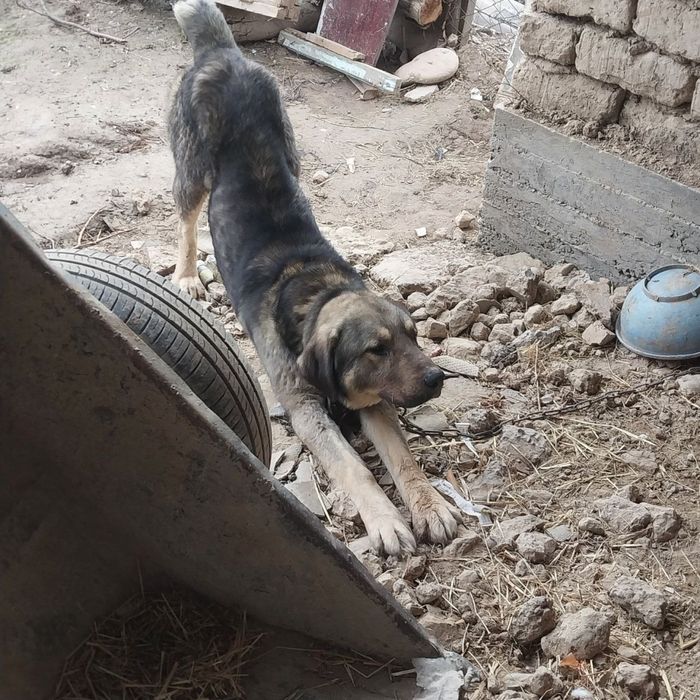 chopo kuchuk sotiladi