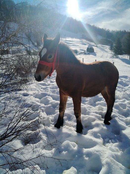 Vând mânză de 8 luni