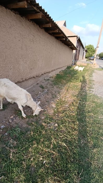 Козлы. Продаётся