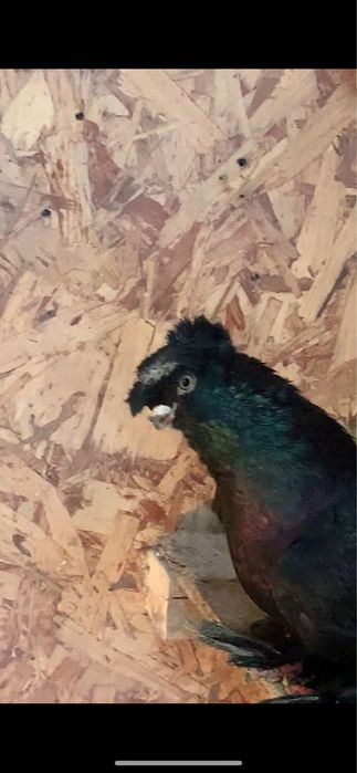 Голуби вольерные