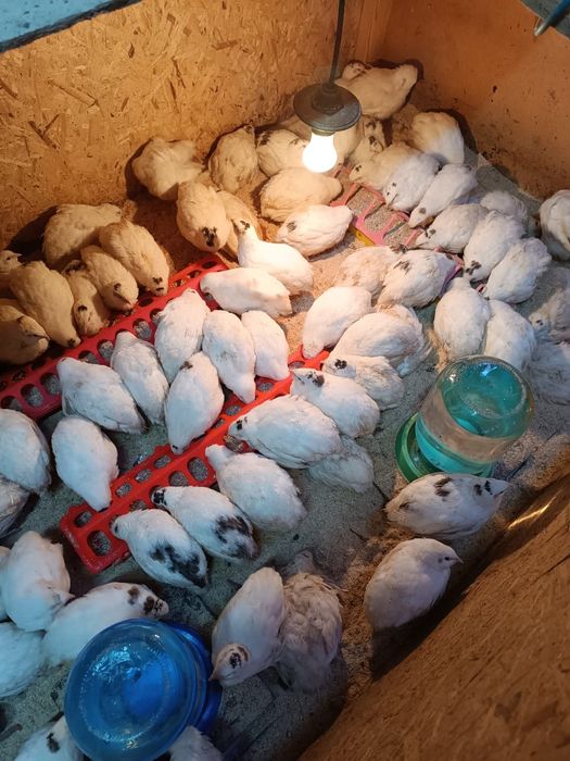 Продам перепелов возраст 25дней.