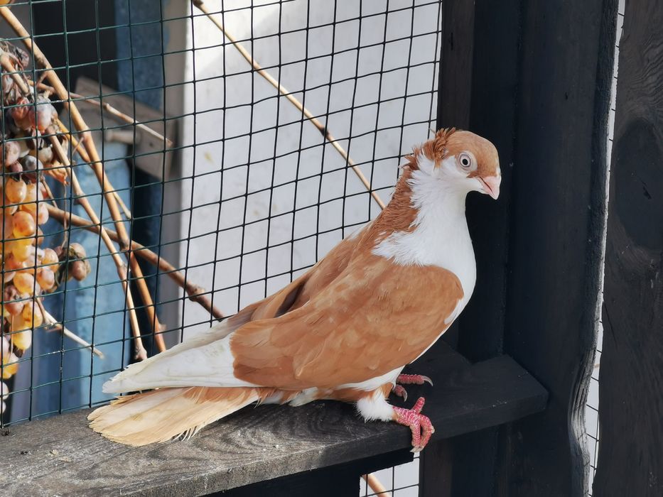 Porumbei jucatori galateni