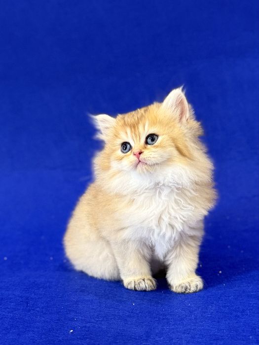 Золотая шиншилла