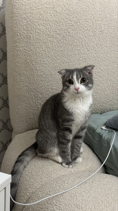 Продается кошка 8месяцев