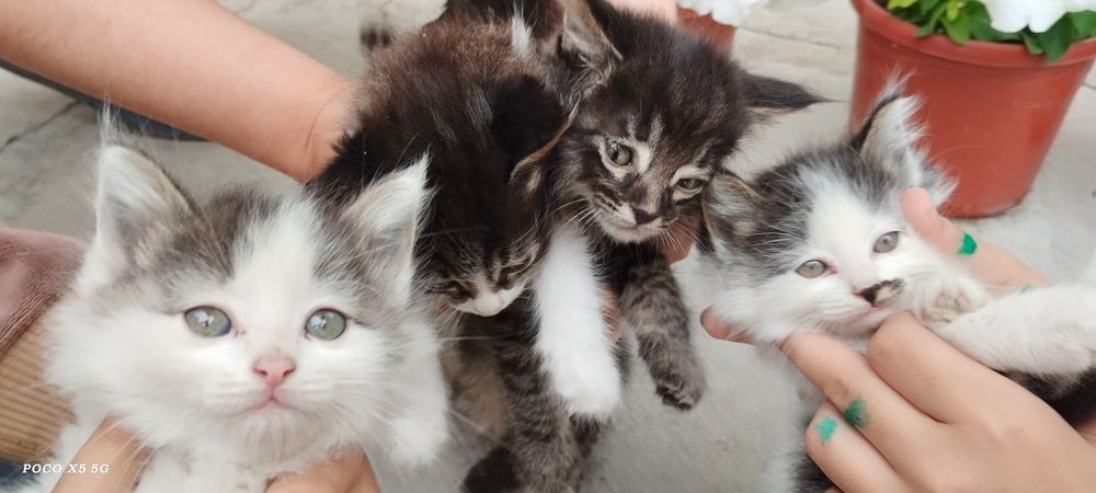 Продам котят, мушукчалар сотилади