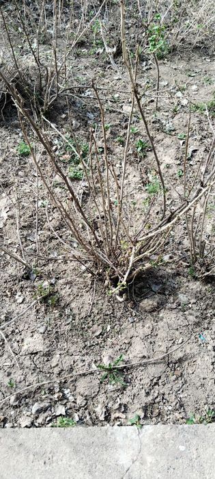 YouTube kunnilingus jinsiy aloqa