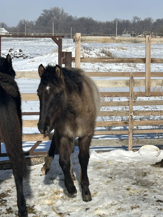 Еркек 2 тай сатамын