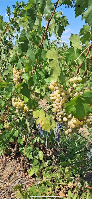 Vand struguri de vin