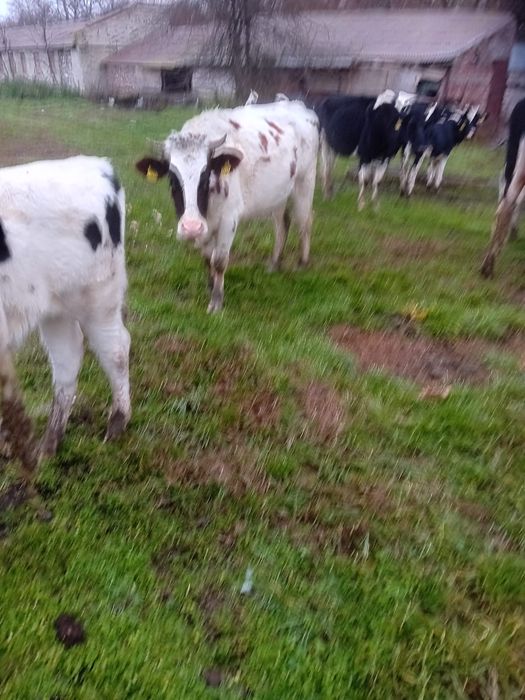 Vand 30 de vaci-junici si vaci de lapte,Holstein&Baltata Romaneasca