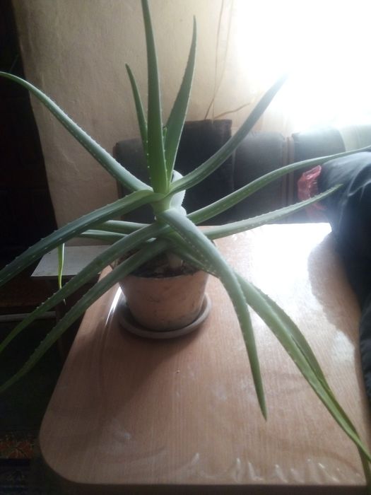 Продам лечебное алое
