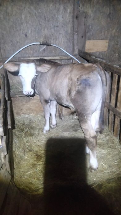 Vând vițel de 3 luni ln Jucu de Mijloc