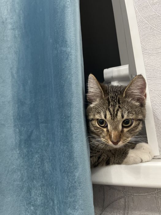 Мысық, котик 8 айлық срочно !!!