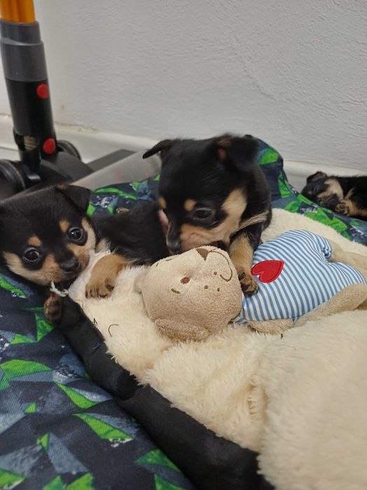 Пинчер гр. Шумен