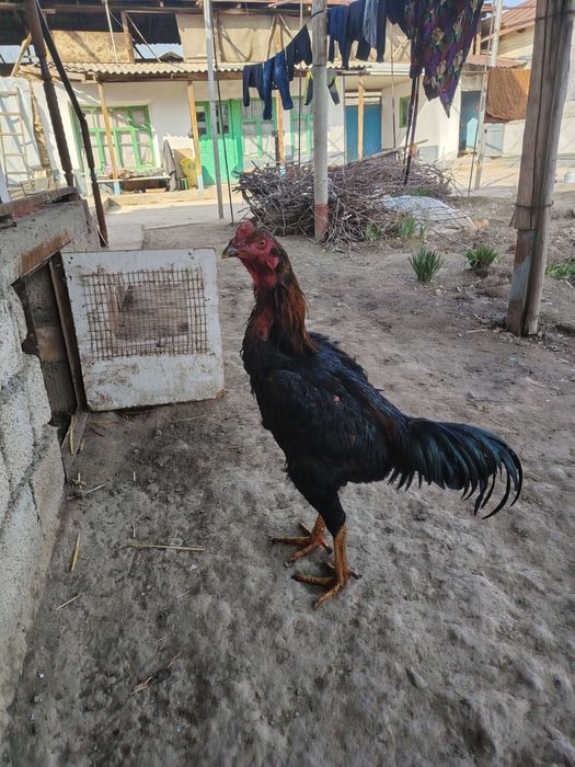 Dakan joʻja sotiladi