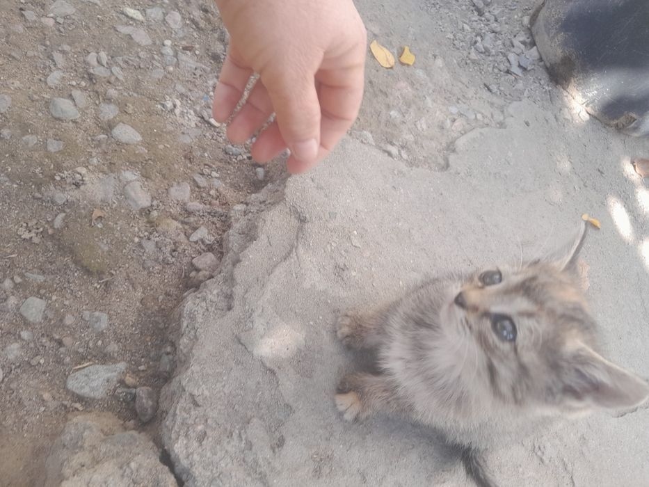 Котята бесплатно отдам