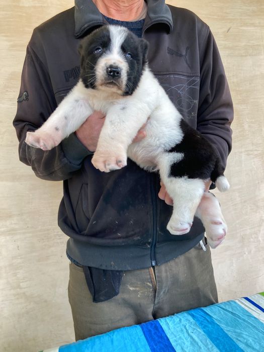 Щенок Алабая ( Туркменский )