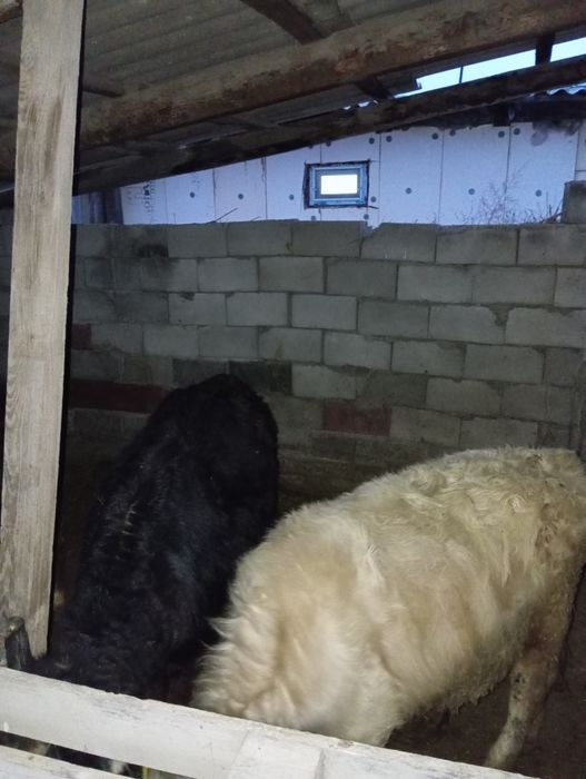 Продам бычков 8-9 месяцев