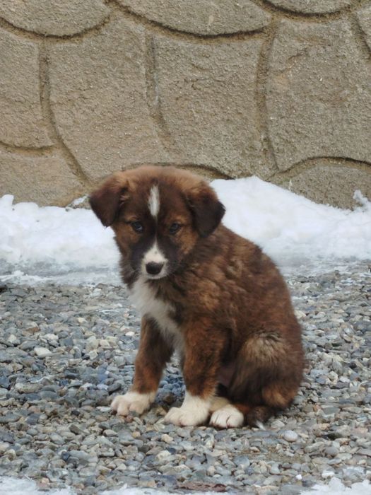 Собачка девочка, домашняя