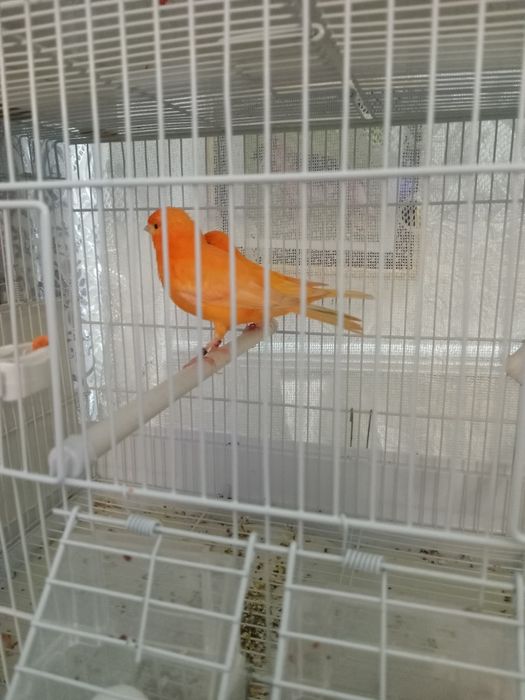 Красные канарейки.