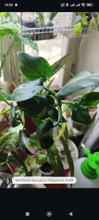 Комнатные растения