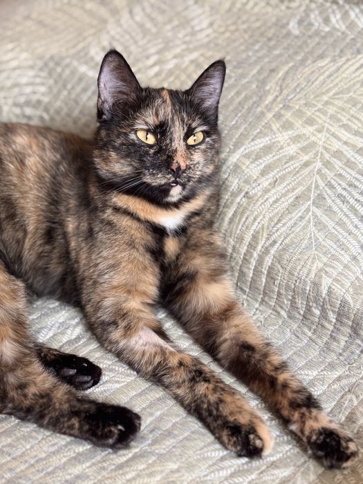 Трехцветная счастливая кошка. Есть паспорт. Привита и стерилизована