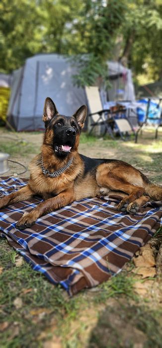 Профессиональная передержка