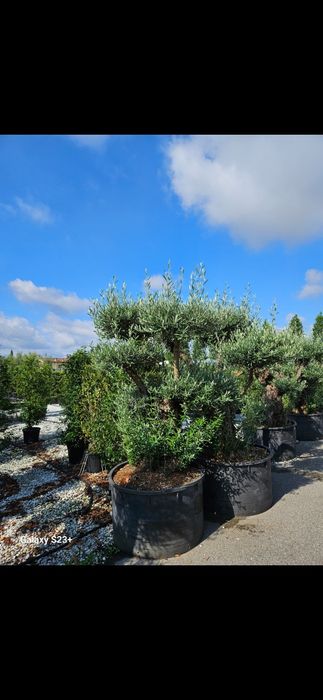 Vând măslini bonsai/seculari