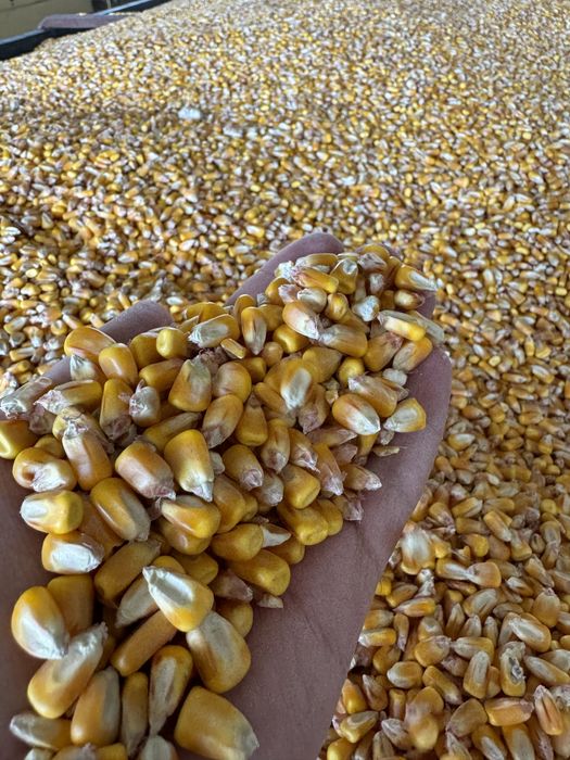 Vand porumb, grau, floarea soarelui