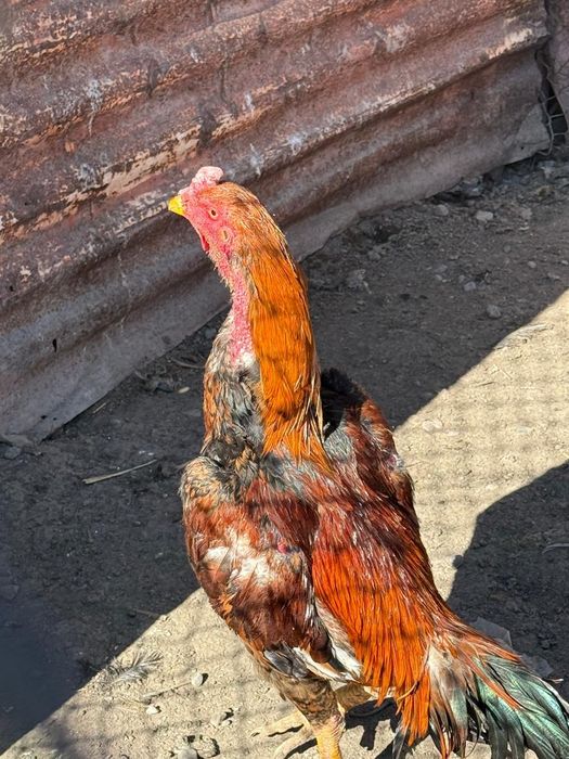 Продам дакан  находится в Алматинский область