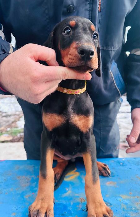 Доберманчета с родословни родители