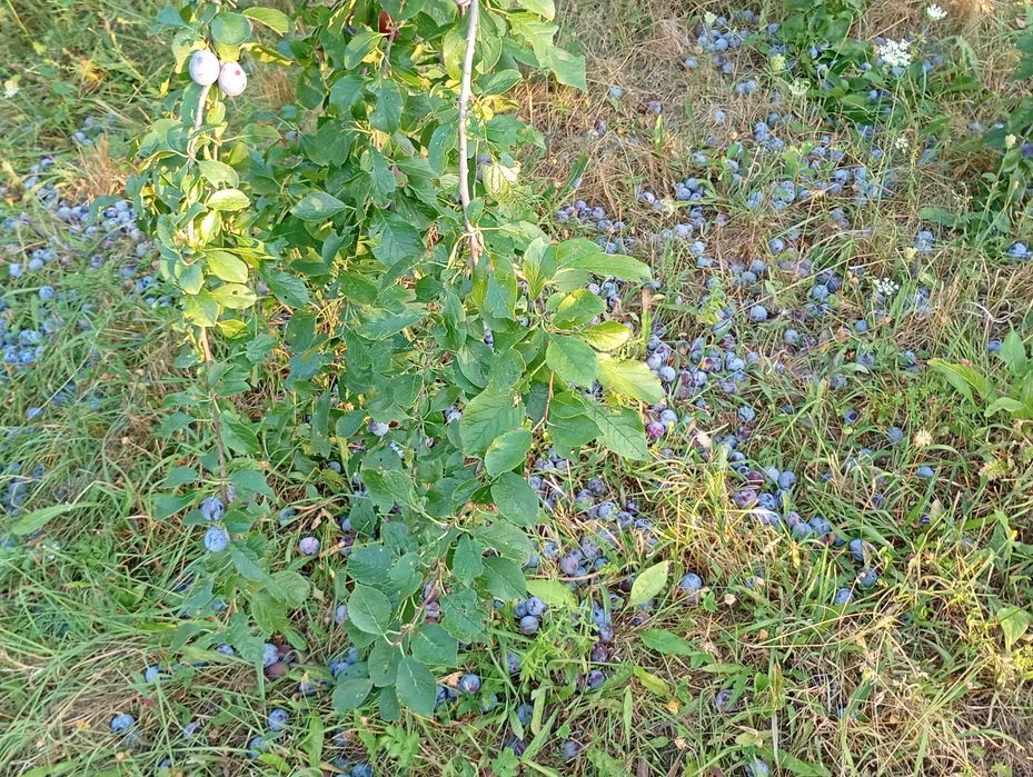 Vând urgent prune!