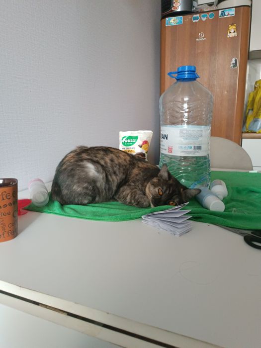 Отдам кошечку, хорошую, добрую