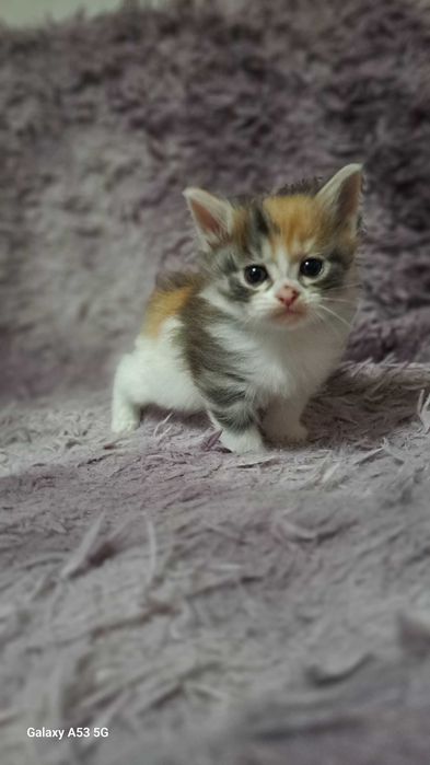 Курильский бобтейл.  Котятв