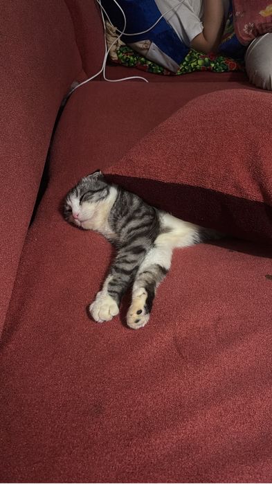 Отдам в хорошие руки.