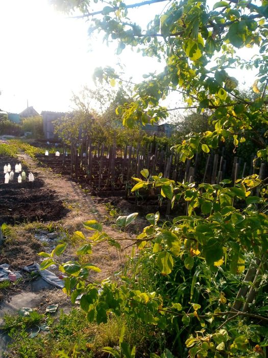 Продам дачу возле Новопавловки.