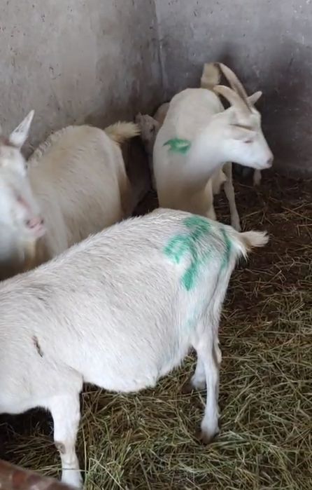 Capre saanen cu pedigree!