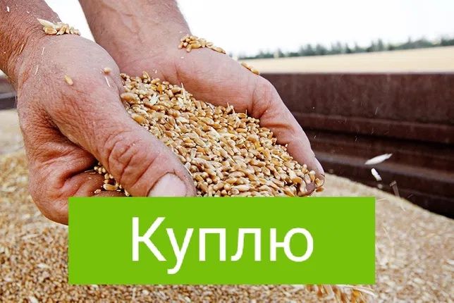 Пшеница, лен, ячмень, чечевица