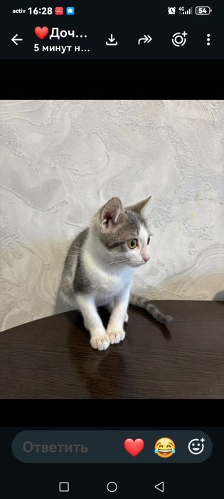 Отдам котенка ( девочка)