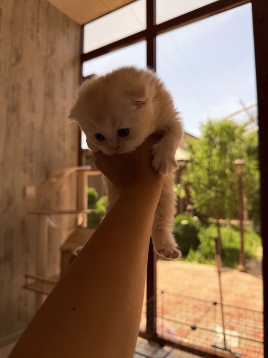 Золотая Шиншилла