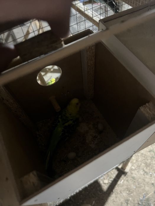 Toti valnisti sotiladi