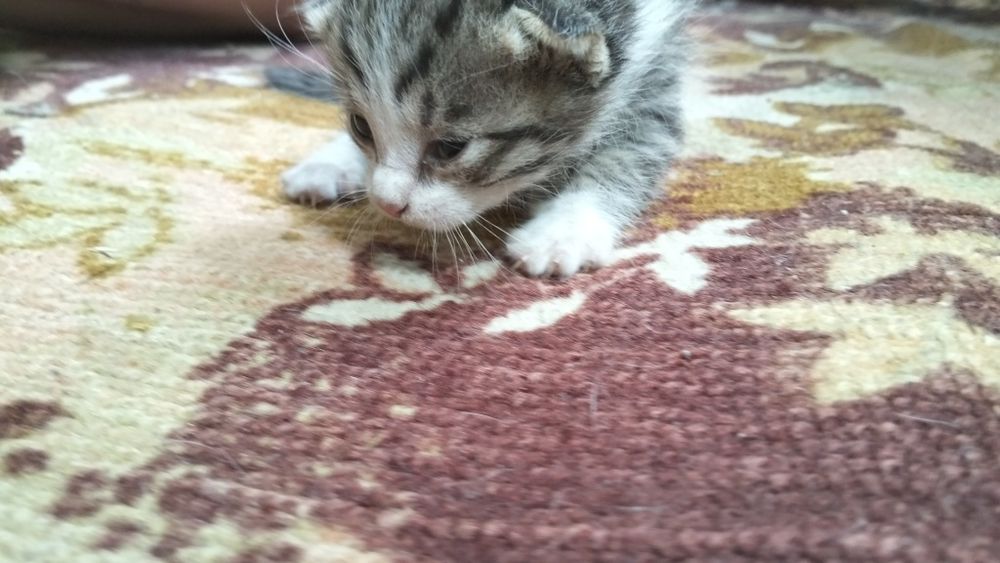 Отдам котят бесплатно