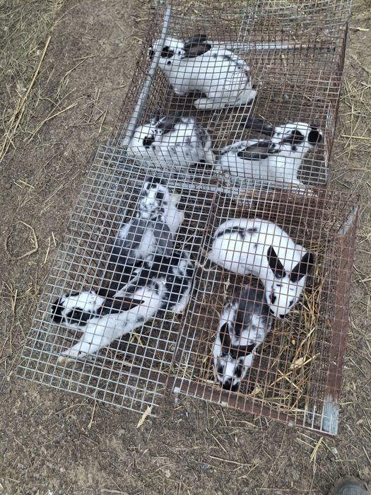 Vand iepruri din diferite rase