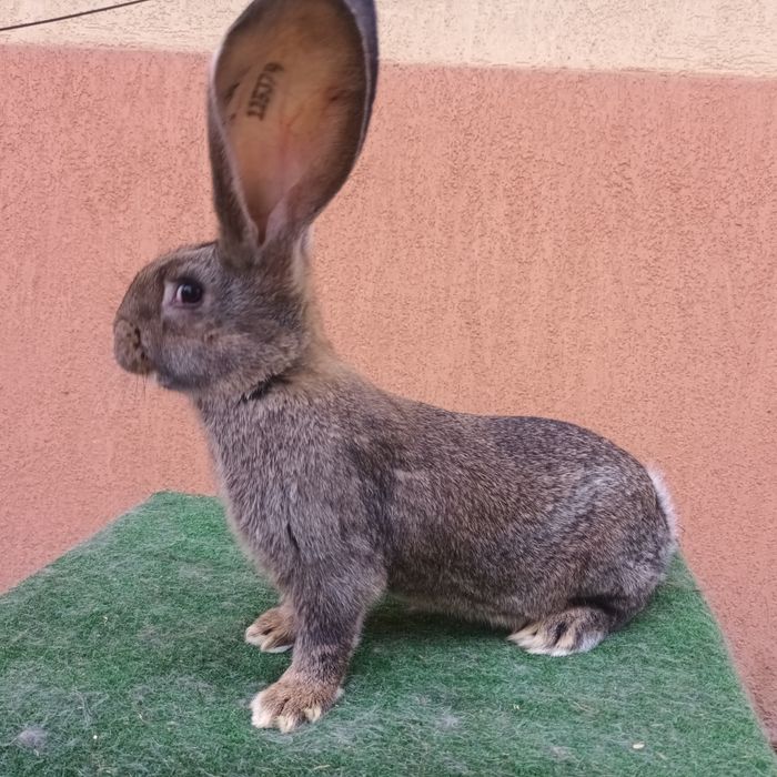 Uriaș German gri ‼️‼️