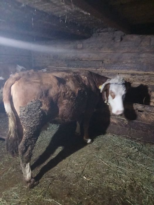 Vand vaca baltata romaneasca