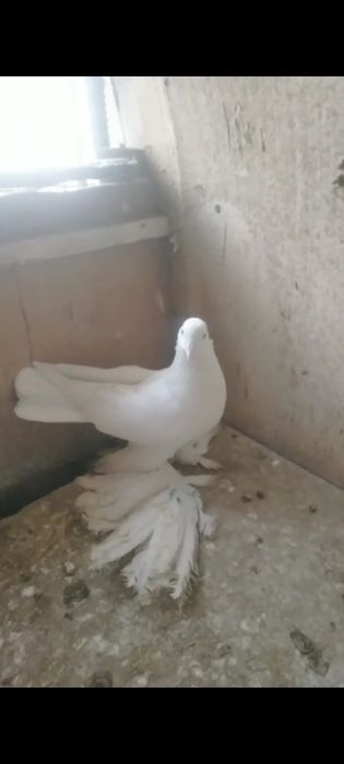 Голуби голуби голуби