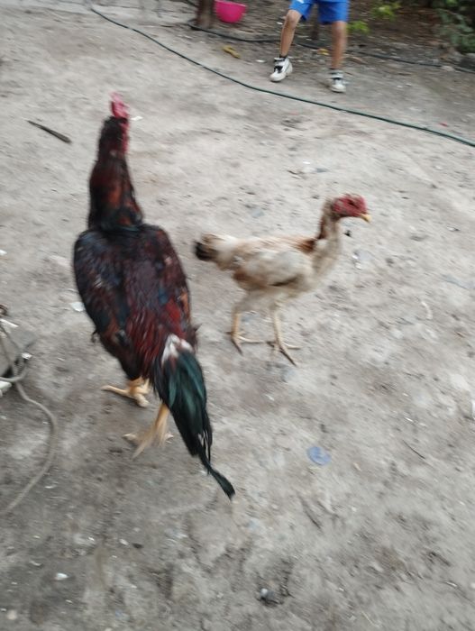 Продам парочку деканов