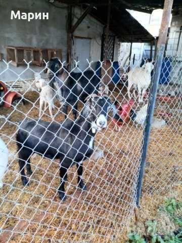 Продавам заплодени кози