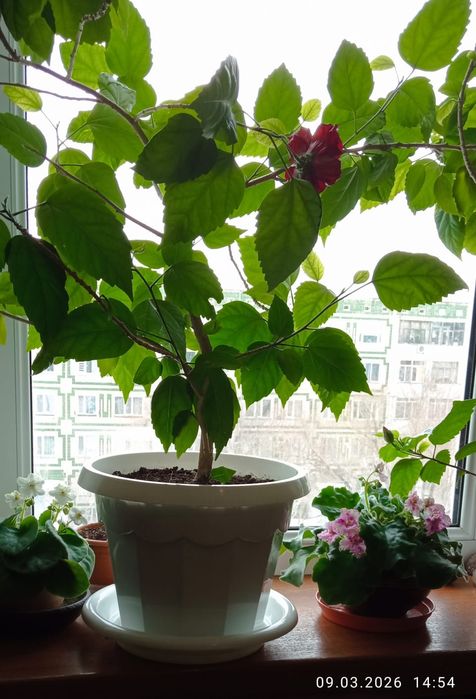 Продам китайскую розу.