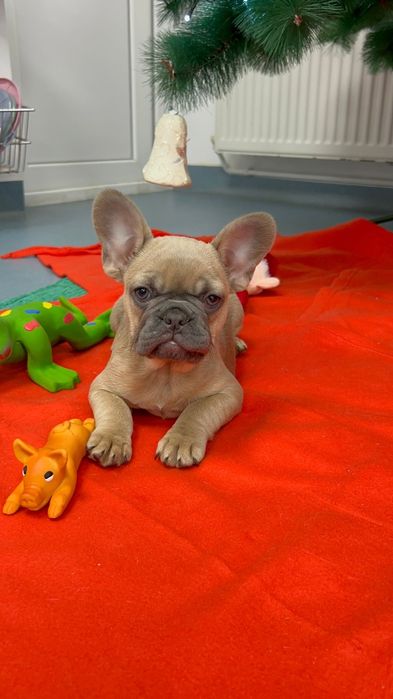 Bulldog francez pedigree