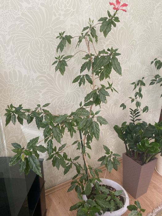Продам цветок гибискус